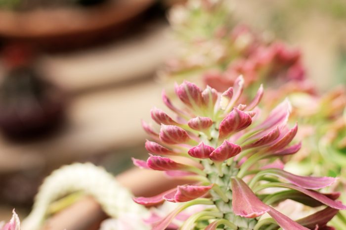 Rhodiola Rosea: Planta adaptogenă care combate stresul și oboseala