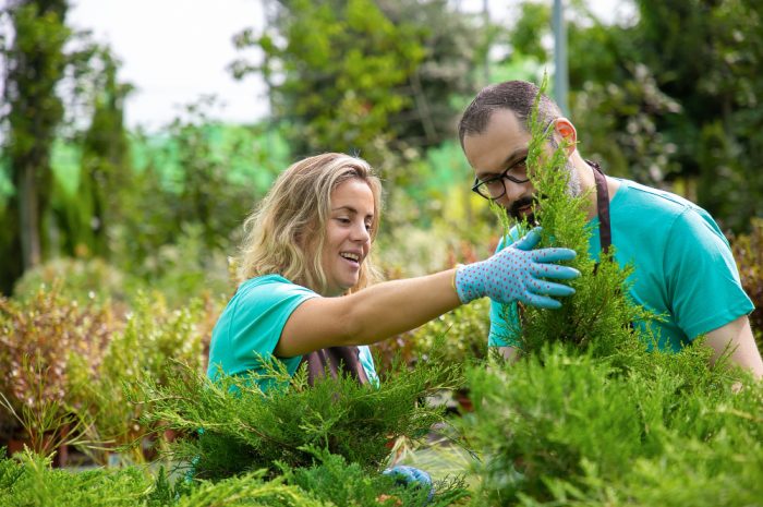 Găsește plantele ideale pentru a transforma curtea într-o oază verde